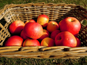 Appels plukken met je kind bij de boer.